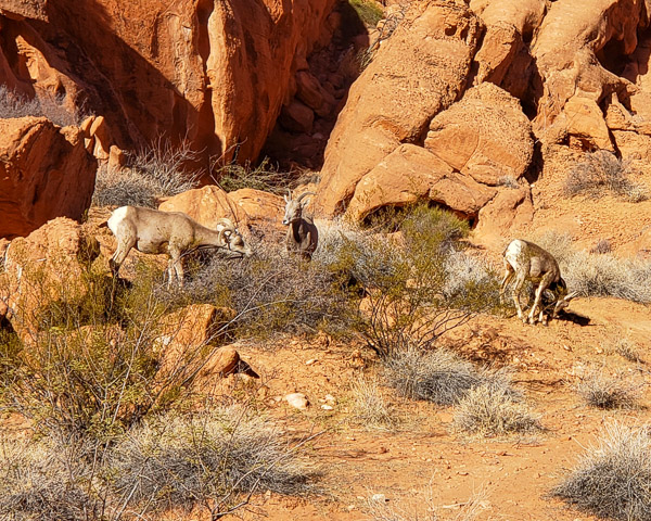Valley of Fire State Park, Nevada